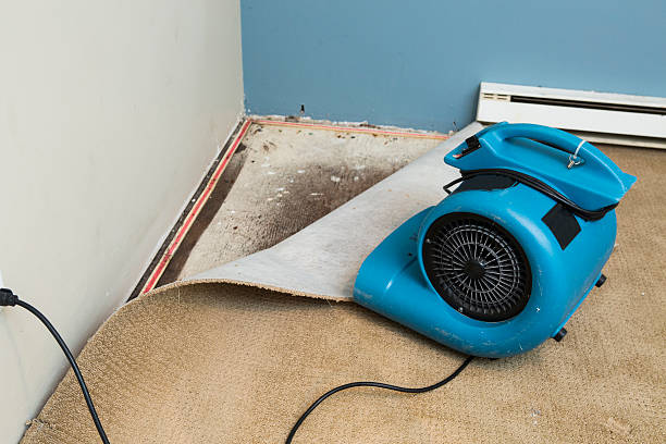 Best Mold removal after water damage  in Hearne, TX